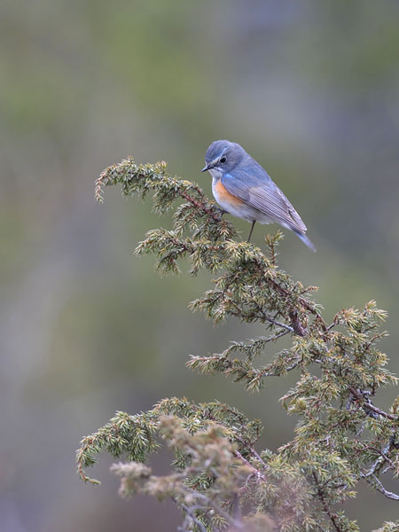 Sinipyrstö, Red-flanked Bluetail, Tarsiger cyanurus