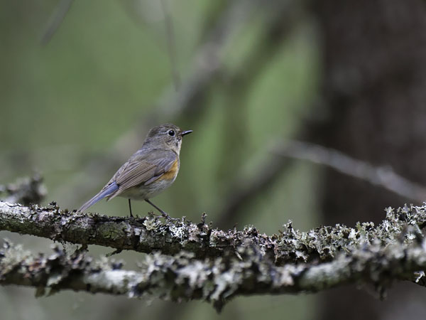 Sinipyrstö, Red-flanked Bluetail, Tarsiger cyanurus