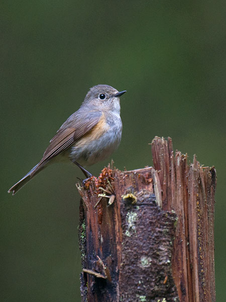 Sinipyrstö, Red-flanked Bluetail, Tarsiger cyanurus