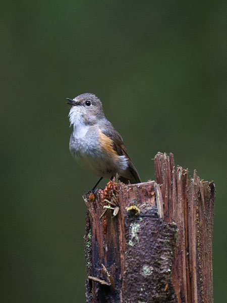 Sinipyrstö, Red-flanked Bluetail, Tarsiger cyanurus