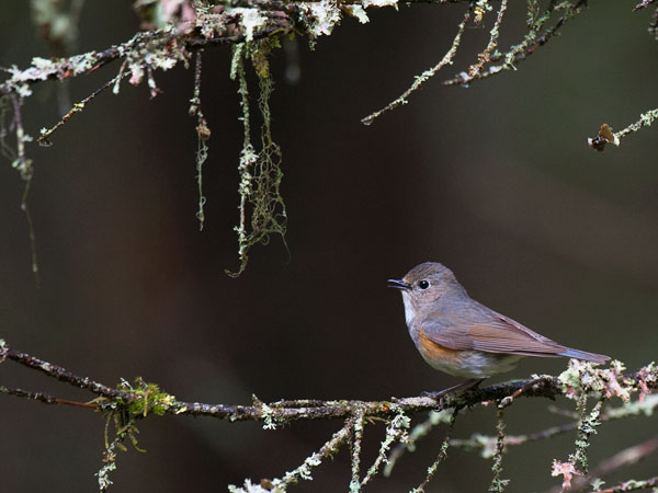 Sinipyrstö, Red-flanked Bluetail, Tarsiger cyanurus
