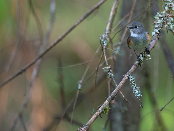 Sinipyrstö, Red-flanked Bluetail, Tarsiger cyanurus
