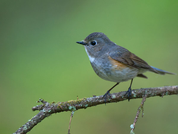 Sinipyrstö, Red-flanked Bluetail, Tarsiger cyanurus