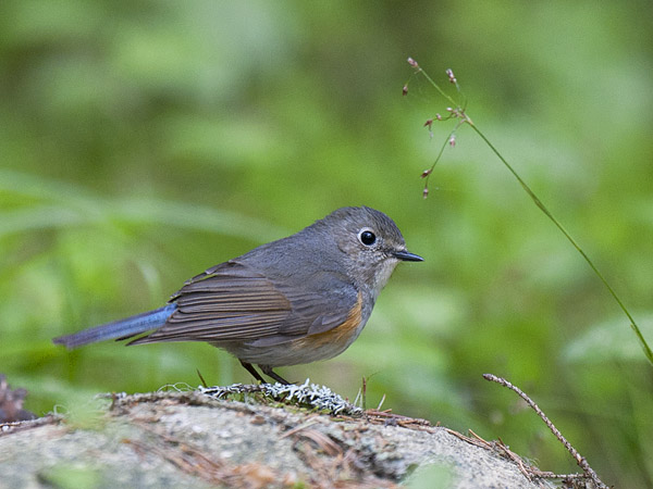 Sinipyrstö, Red-flanked Bluetail, Tarsiger cyanurus