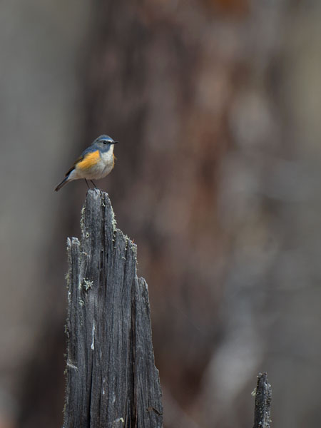 Sinipyrstö, Red-flanked Bluetail, Tarsiger cyanurus