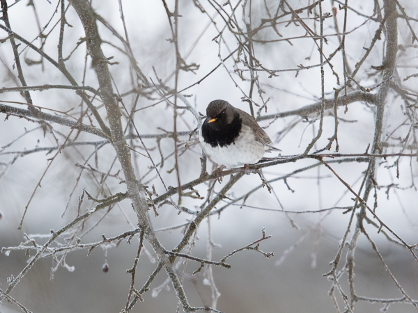 Mustakaularastas, Black-throated Thrush, Turdus atrogularis
