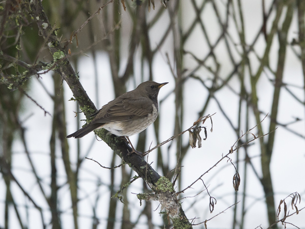 Mustakaularastas, Black-throated Thrush, Turdus atrogularis