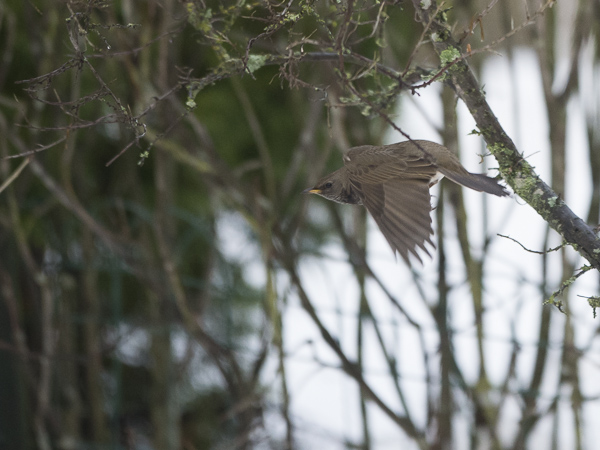 Mustakaularastas, Black-throated Thrush, Turdus atrogularis
