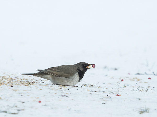 Mustakaularastas, Black-throated Thrush, Turdus atrogularis