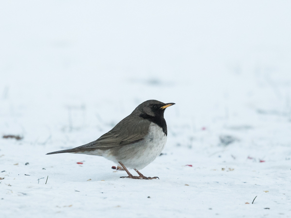 Mustakaularastas, Black-throated Thrush, Turdus atrogularis