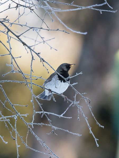 Mustakaularastas, Black-throated Thrush, Turdus atrogularis