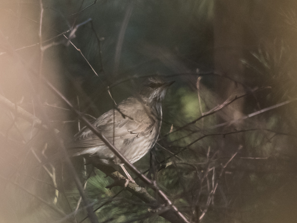 Mustakaularastas, Black-throated Thrush, Turdus atrogularis