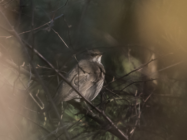 Mustakaularastas, Black-throated Thrush, Turdus atrogularis