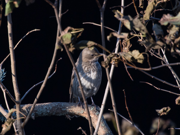 Mustakaularastas, Black-throated Thrush, Turdus atrogularis