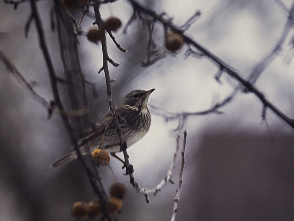 Mustakaularastas, Black-throated Thrush, Turdus atrogularis