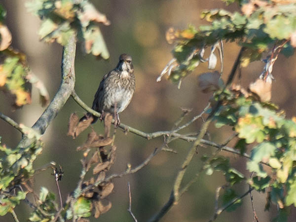 Mustakaularastas, Black-throated Thrush, Turdus atrogularis