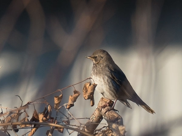 Mustakaularastas, Black-throated Thrush, Turdus atrogularis
