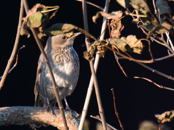 Mustakaularastas, Black-throated Thrush, Turdus atrogularis