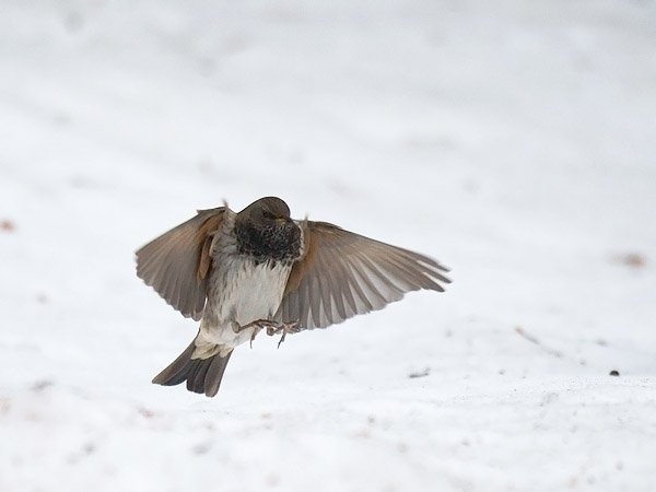 Mustakaularastas, Black-throated Thrush, Turdus atrogularis