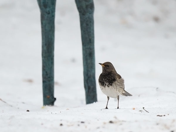 Mustakaularastas, Black-throated Thrush, Turdus atrogularis