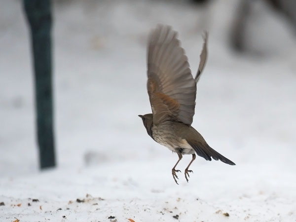Mustakaularastas, Black-throated Thrush, Turdus atrogularis