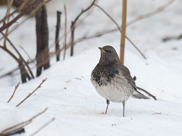 Mustakaularastas, Black-throated Thrush, Turdus atrogularis