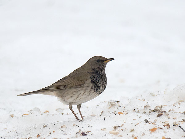 Mustakaularastas, Black-throated Thrush, Turdus atrogularis