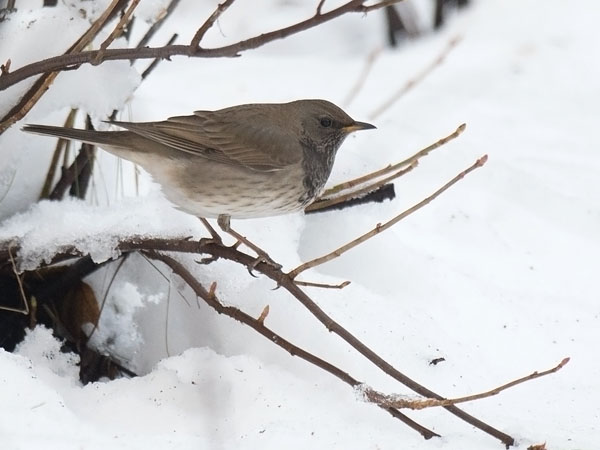 Mustakaularastas, Black-throated Thrush, Turdus atrogularis