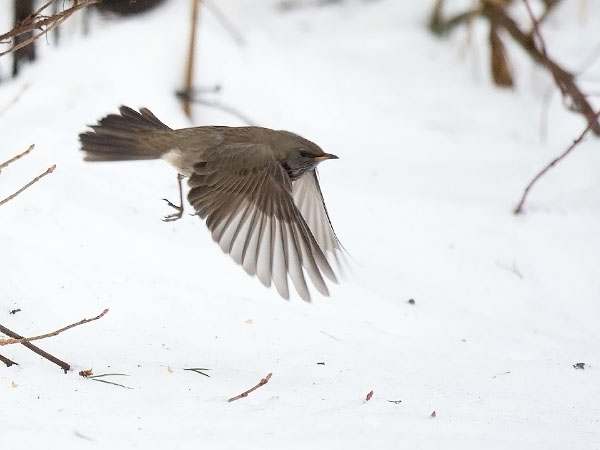 Mustakaularastas, Black-throated Thrush, Turdus atrogularis