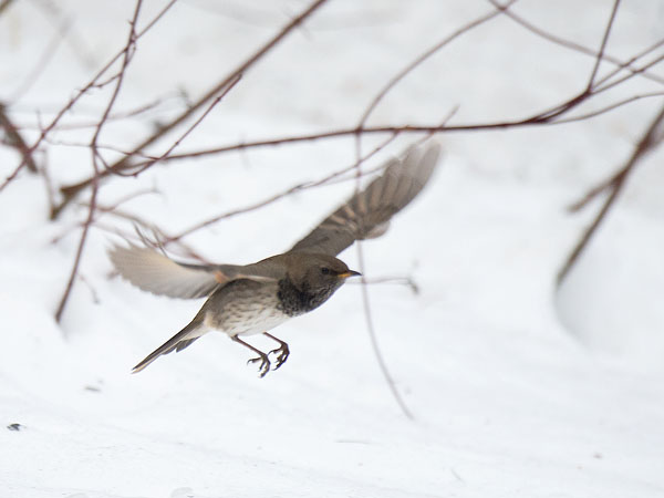 Mustakaularastas, Black-throated Thrush, Turdus atrogularis