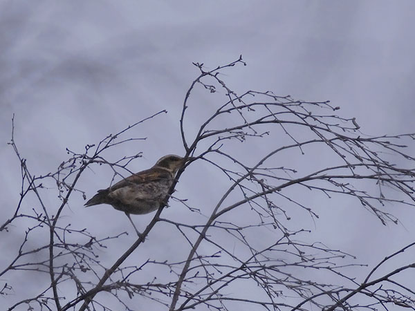 Ruostesiipirastas, Dusky Thrush, Turdus naumanni