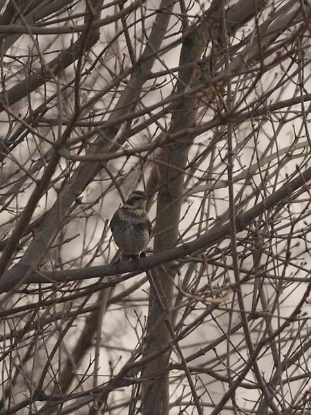 Ruostesiipirastas, Dusky Thrush, Turdus naumanni
