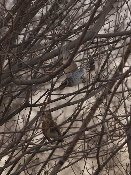 Ruostesiipirastas, Dusky Thrush, Turdus naumanni
