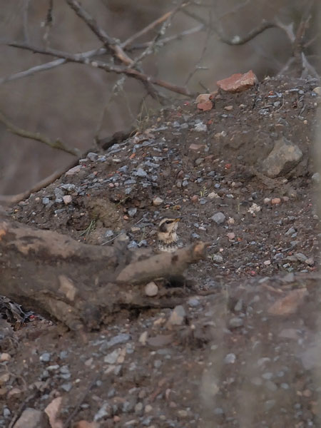 Ruostesiipirastas, Dusky Thrush, Turdus naumanni