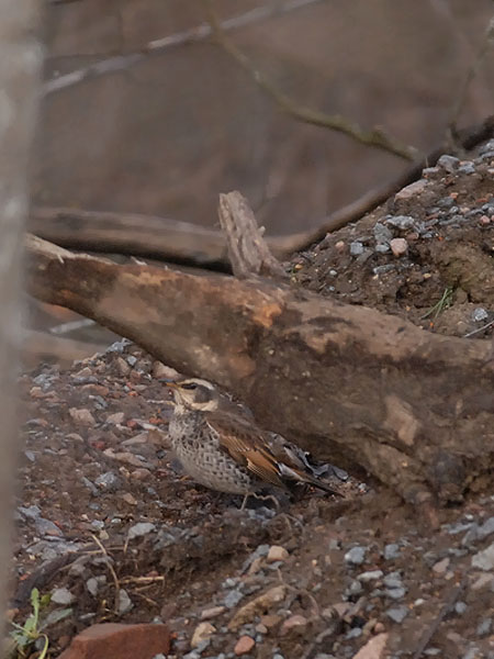 Ruostesiipirastas, Dusky Thrush, Turdus naumanni