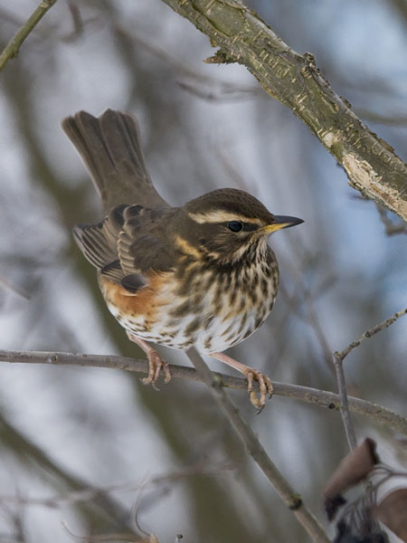 Punakylkirastas, Redwing, Turdus iliacus