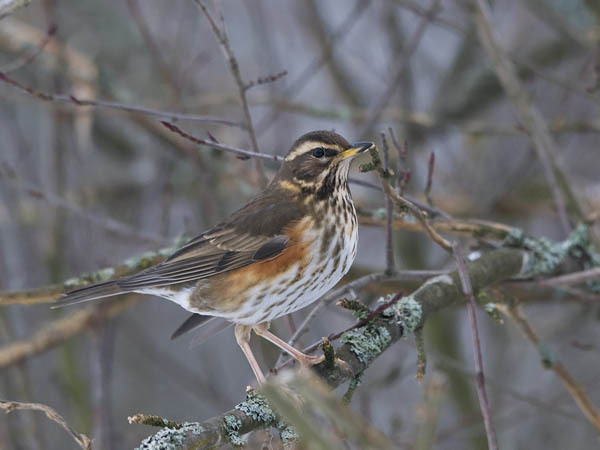 Punakylkirastas, Redwing, Turdus iliacus