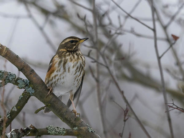 Punakylkirastas, Redwing, Turdus iliacus