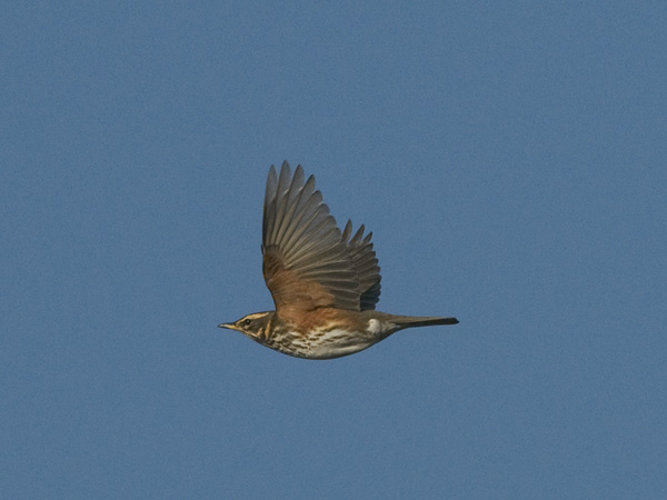 Punakylkirastas, Redwing, Turdus iliacus