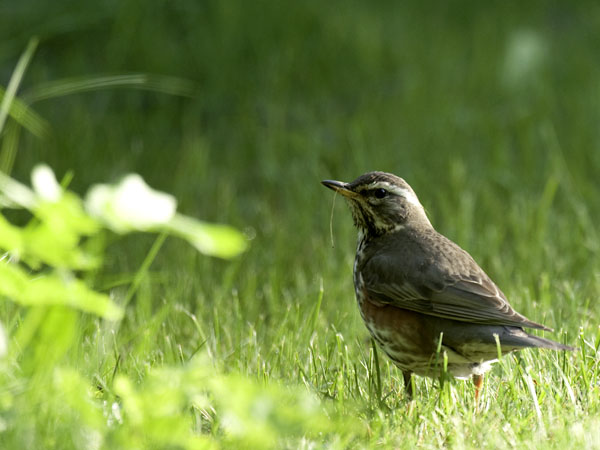 Punakylkirastas, Redwing, Turdus iliacus