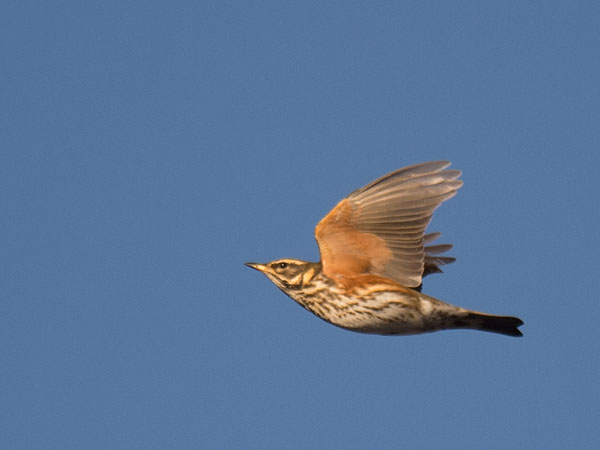 Punakylkirastas, Redwing, Turdus iliacus