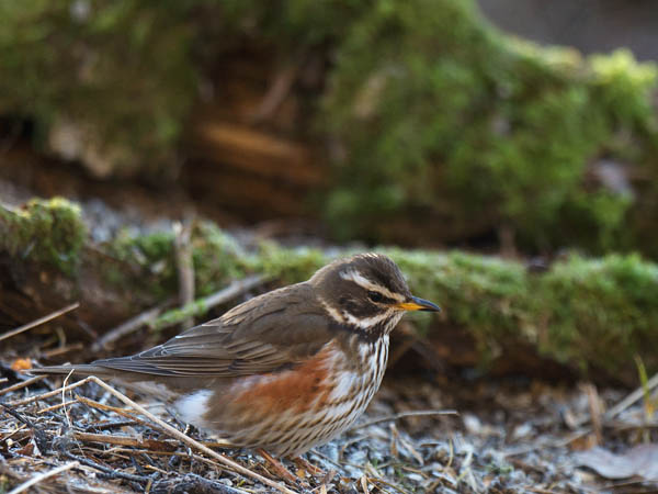 Punakylkirastas, Redwing, Turdus iliacus