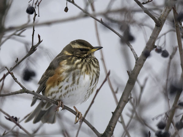 Punakylkirastas, Redwing, Turdus iliacus