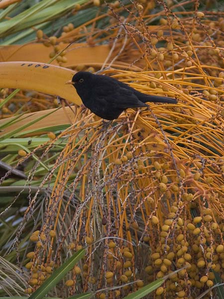 Mustarastas, Common Blackbird, Turdus merula