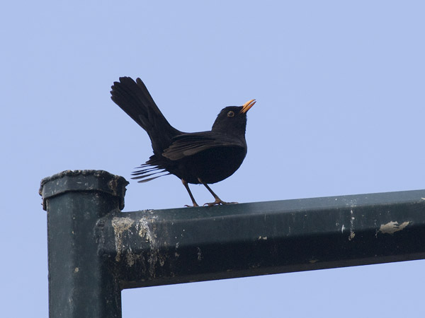 Mustarastas, Common Blackbird, Turdus merula