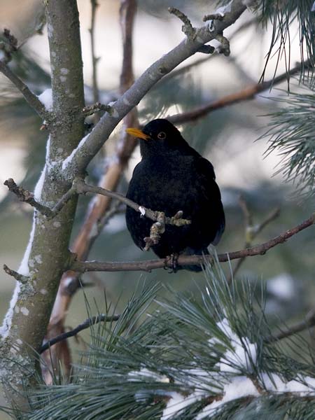 Mustarastas, Common Blackbird, Turdus merula