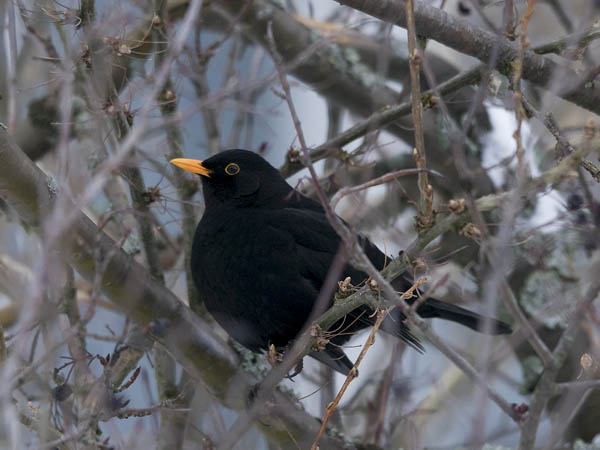 Mustarastas, Common Blackbird, Turdus merula
