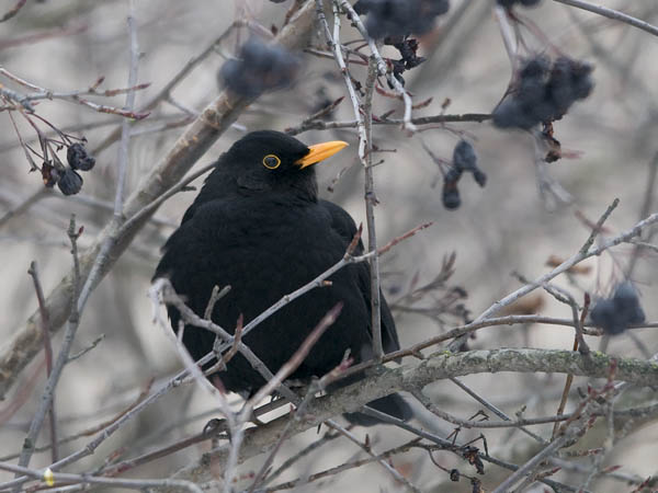 Mustarastas, Common Blackbird, Turdus merula
