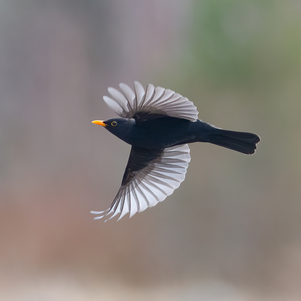 Mustarastas, Common Blackbird, Turdus merula