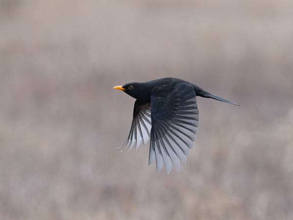 Mustarastas, Common Blackbird, Turdus merula